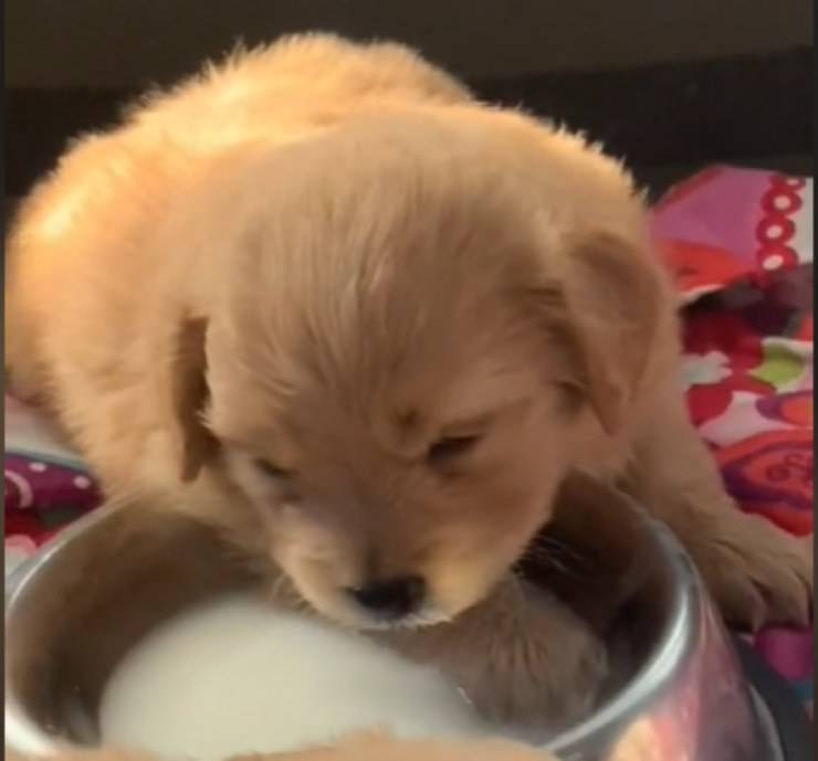 Golden Retriever cucciolo latte