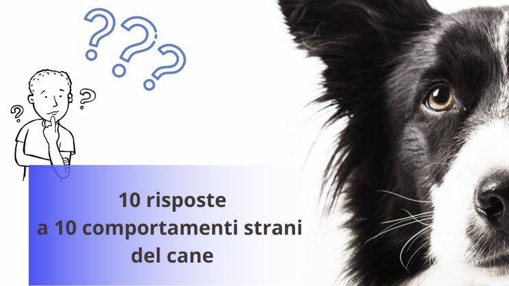 Come si comporta il cane