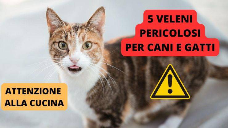 gatto preoccupato 