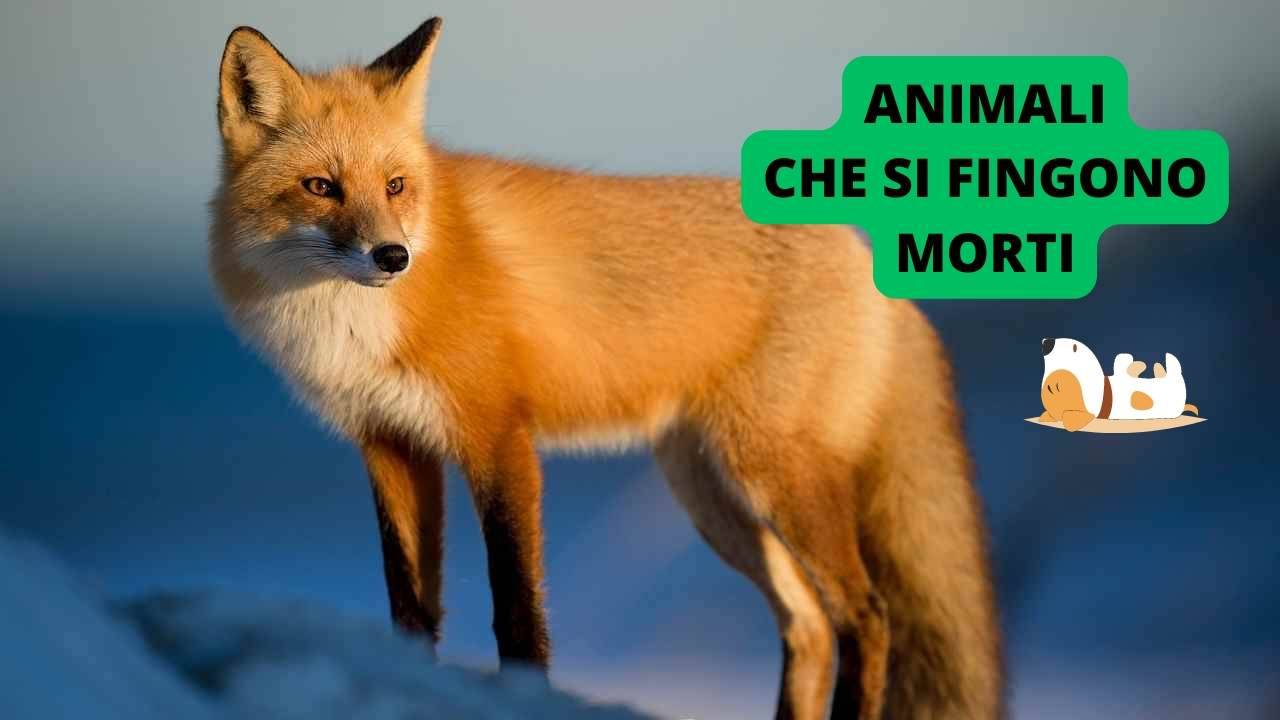 10 animali che si fingono morti in caso di pericolo: ecco quali sono