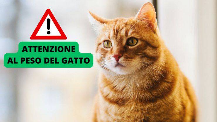 Gatto in sovrappeso 