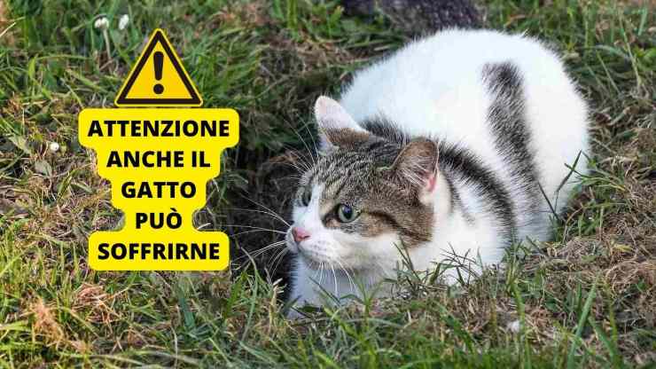 gatto in agguato 