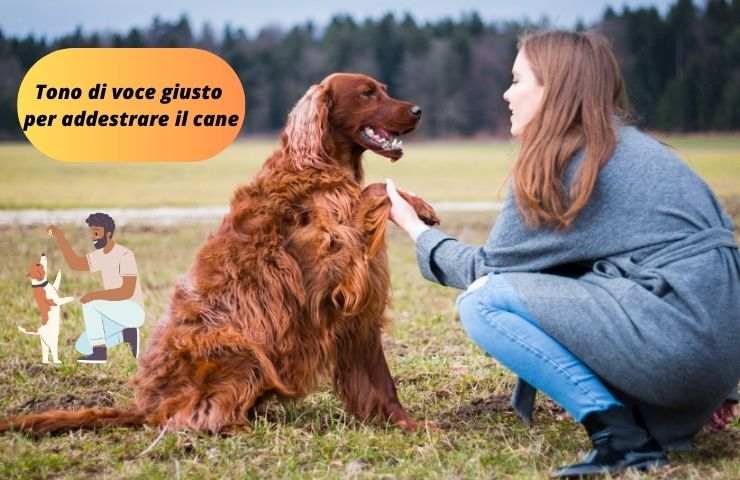 Addestrare il cane