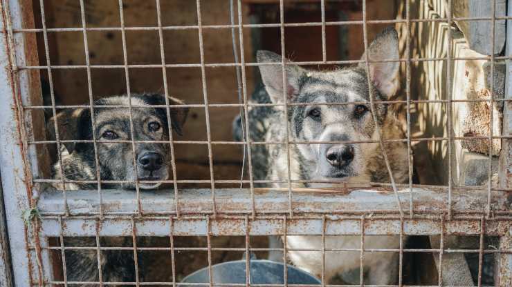 como iniciativa para adoptar un perro