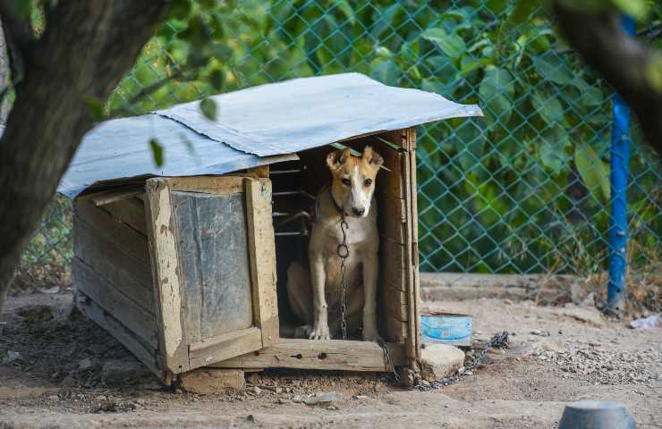 incentivo per adottare cane