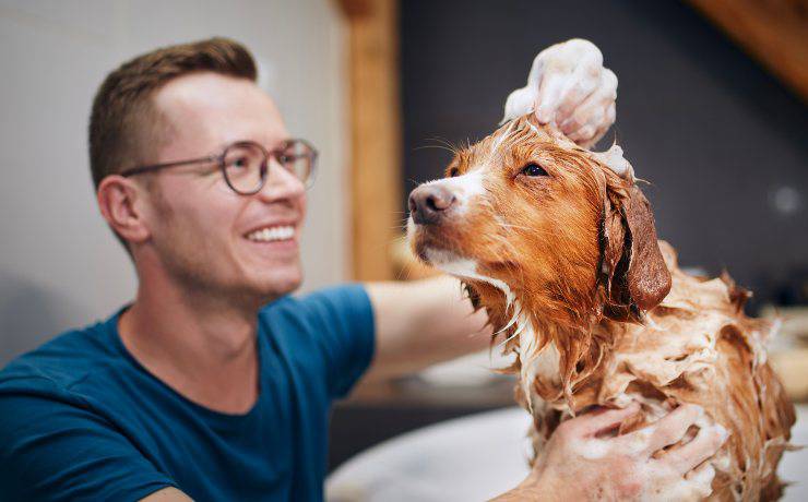 nova scotia duck tolling in vasca