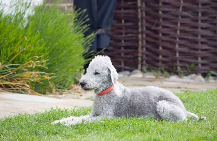 Bedlington Terrier