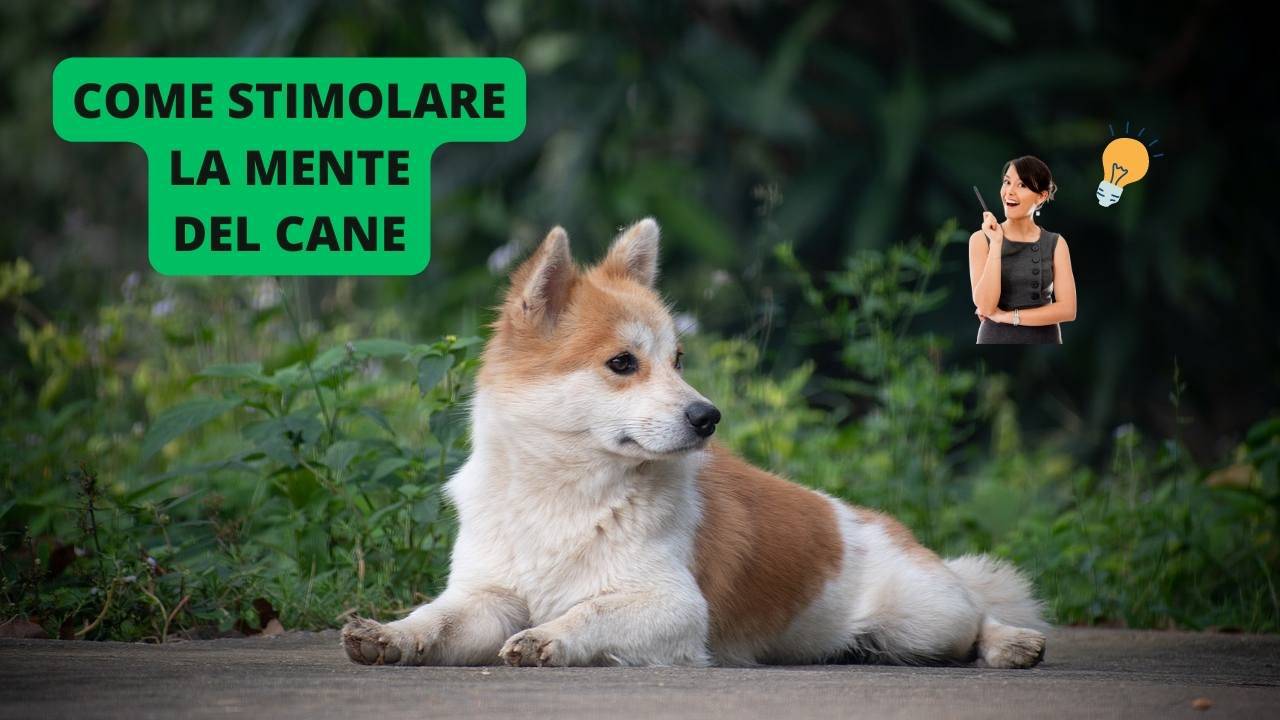 Non solo esercizio fisico 5 idee per stimolare la mente del tuo cane