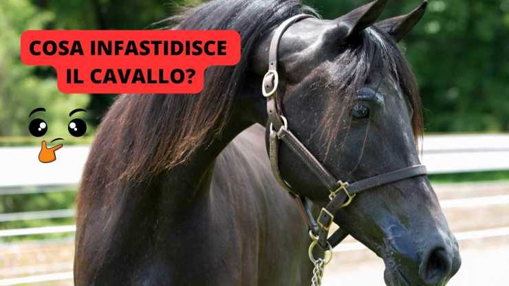 cavallo infastidito 