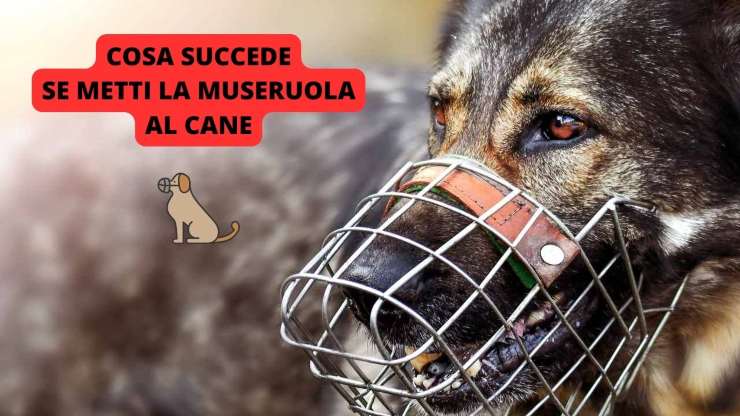 cane con museruola 