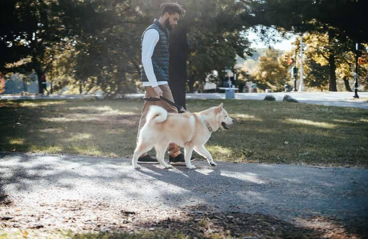 Cane a passeggio 