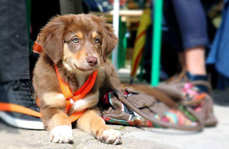 fido attesa strada collare 