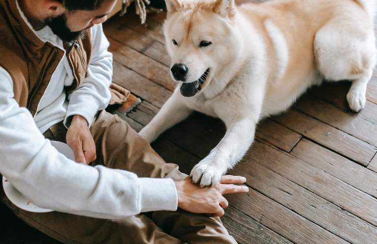 Cane con la zampa sulla mano