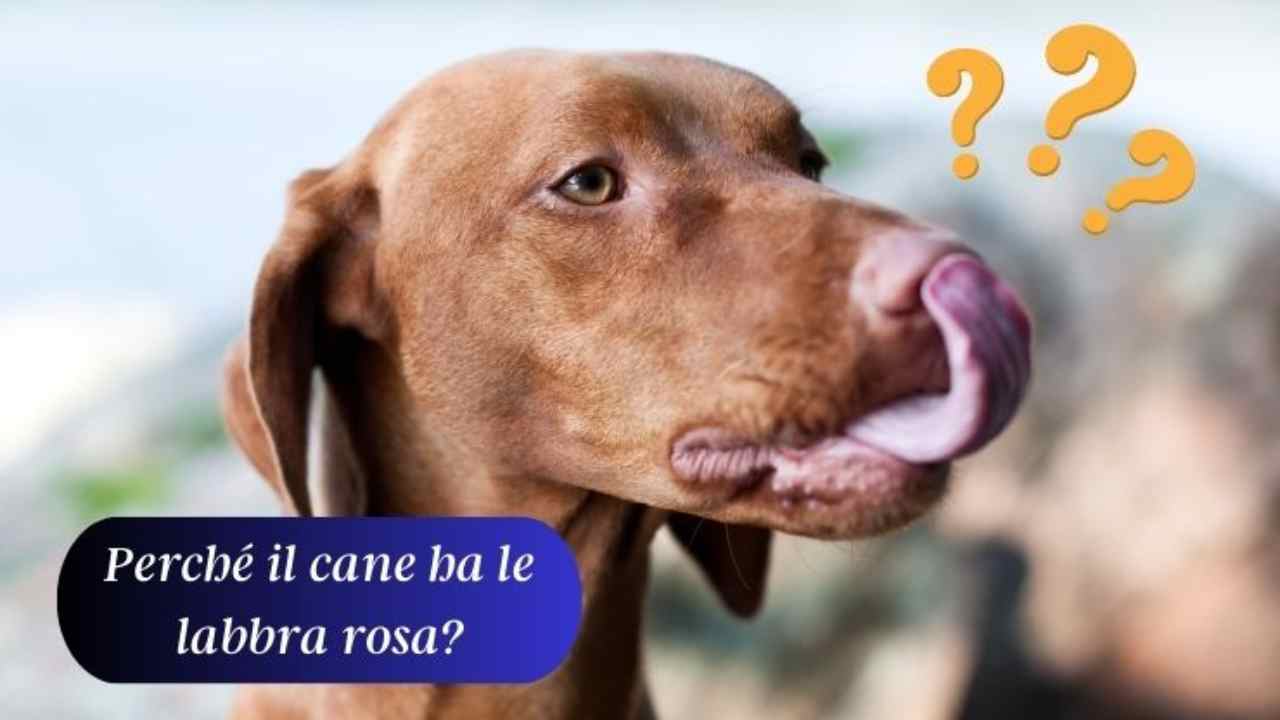 Le labbra del cane sono diventate rosa: possibili cause e rimedi efficaci