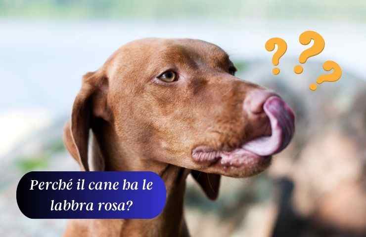 Cane con le labbra rosa