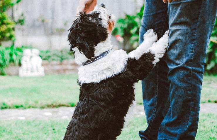 Cane con le zampe sulle gambe