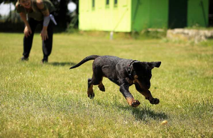 Cane corre 