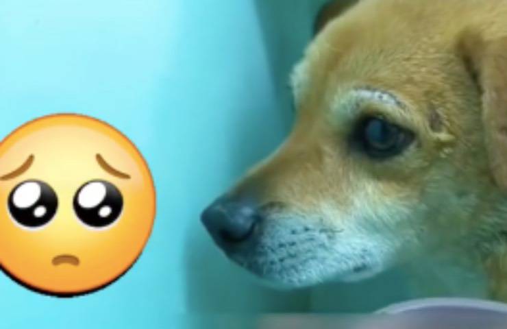 cane triste preoccupato padroncino