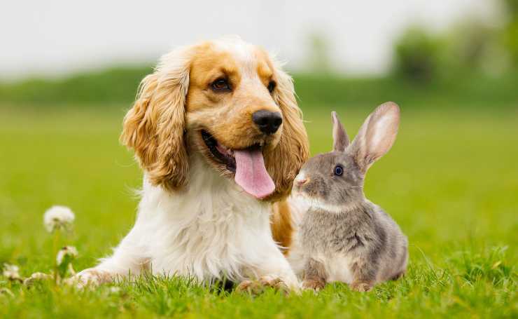 Cane e coniglio