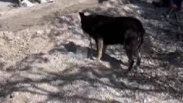 cane lasciato in pasto ai lupi