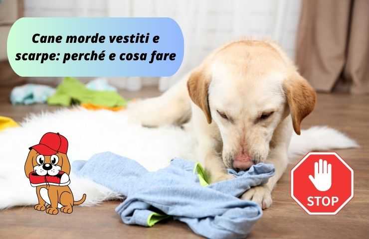 Cane morde vestito