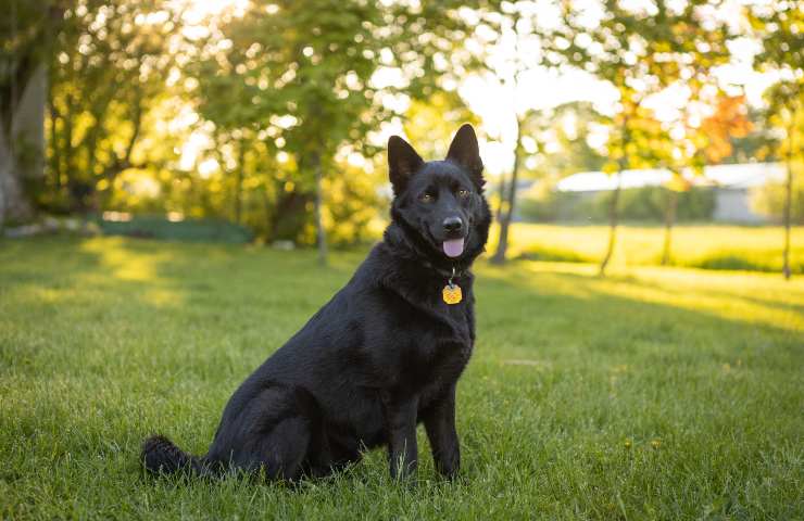 Cane nel prato 