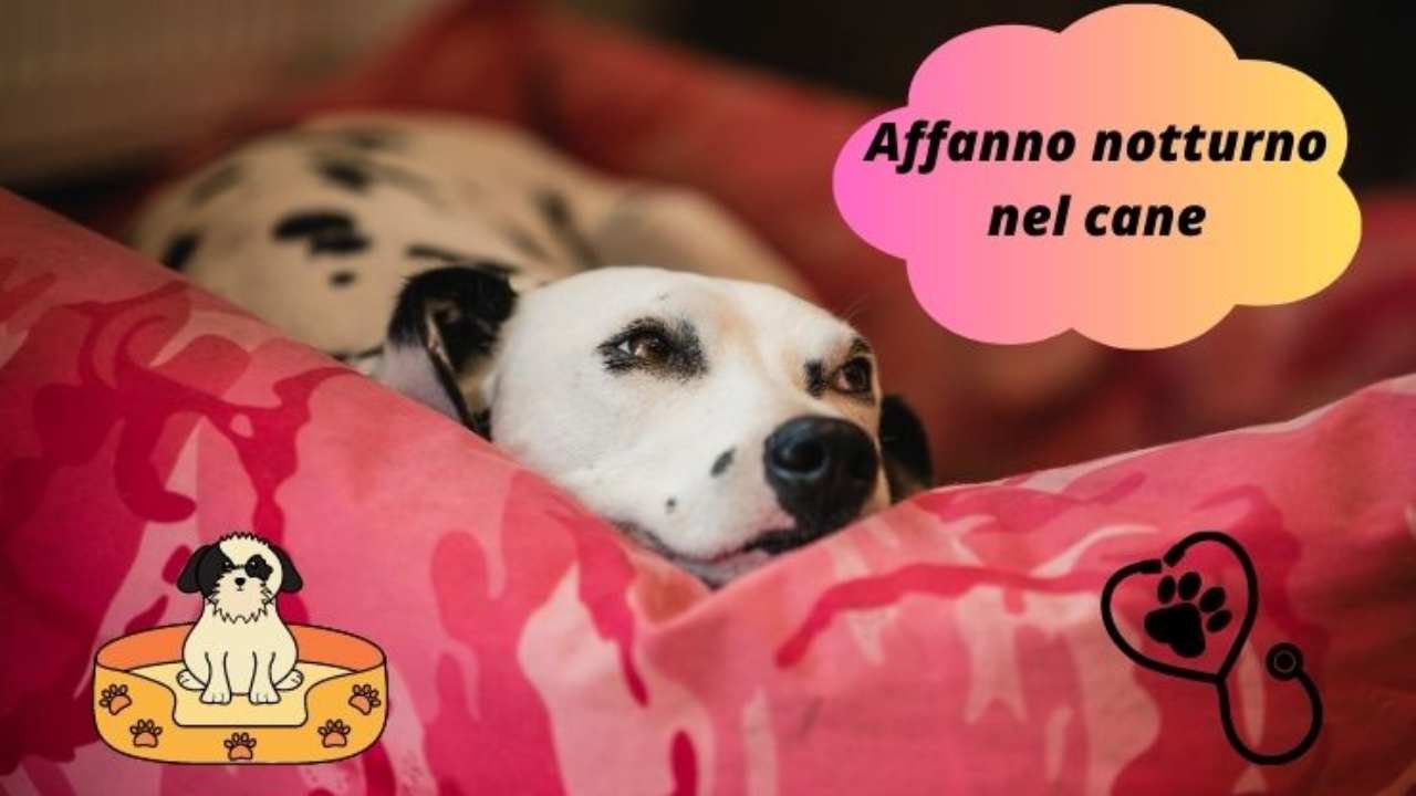 Affanno notturno nel cane perché Fido ansima di notte e come aiutarlo