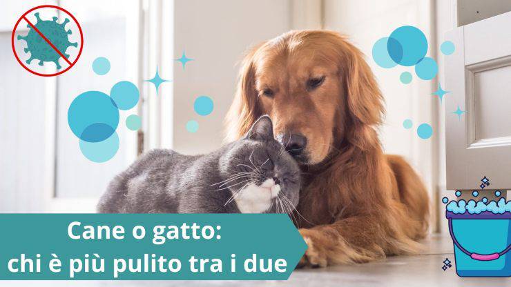 Cane e gatto e pulizia