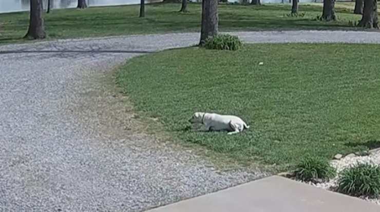 corriere spruzza qualcosa di strano al cane