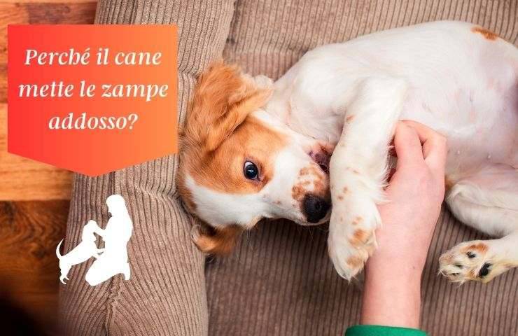 Cane tocca la mano