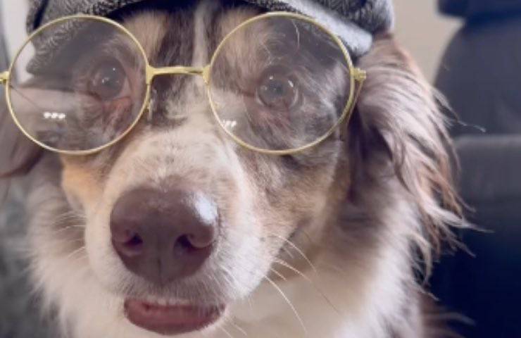 perro pequeño lleva sombrero de gafas 