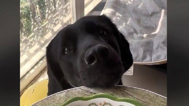Cane vuole cibo video