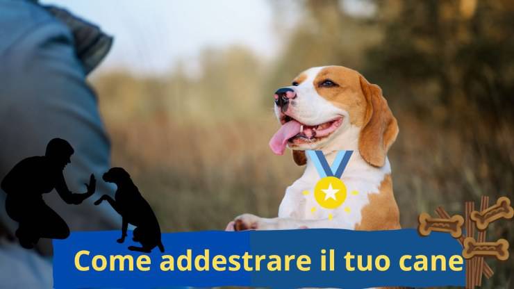 Educazione del cane