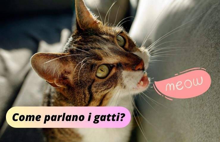 Gatto parla