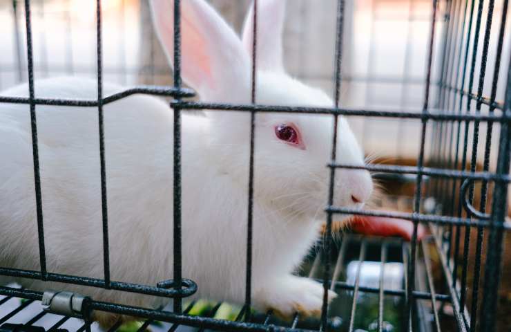 Coniglio nella gabbia 