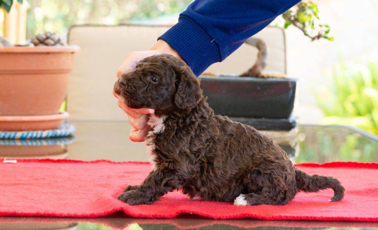 cucciolo di perro de agua espanol