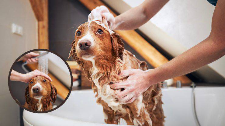 bagno al nova scotia duck tolling 