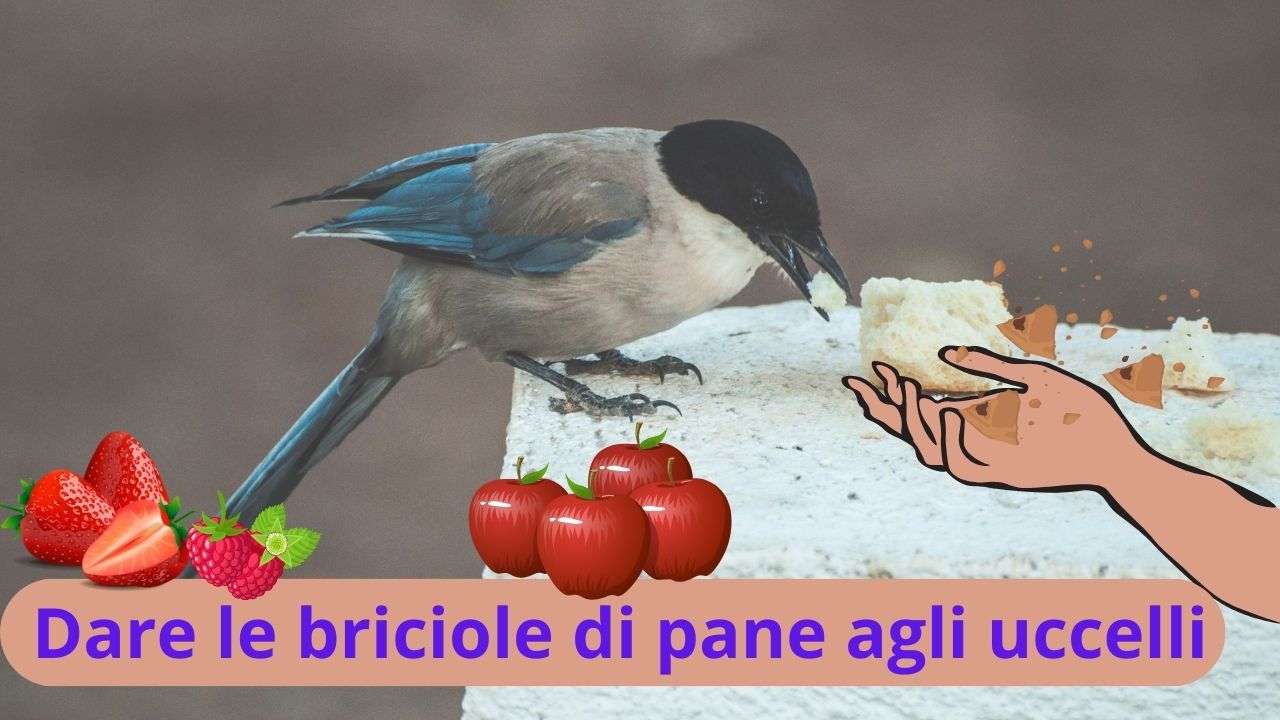 8 Spazzole per Briciole da Tavolo, Pulitori per Pane in Acciaio Inox