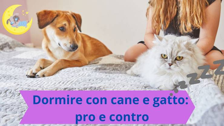 Stare a letto con cane e gatto