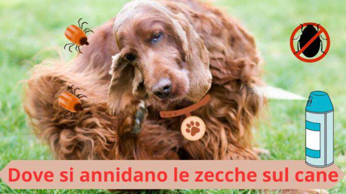 6 Passaggi Comprovati Per Rimuovere Una Zecca Da Un Gatto - Foto 9