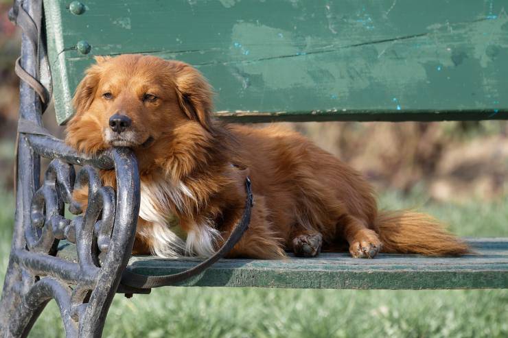 cani parco polpette pericolose