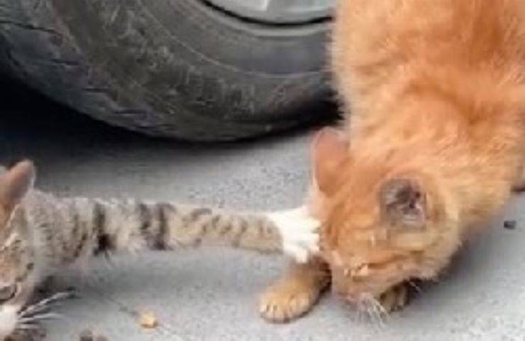 gatto tiene i croccantini tutti sé