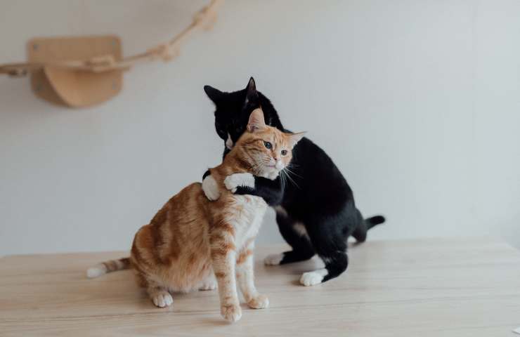 Gatti si abbracciano