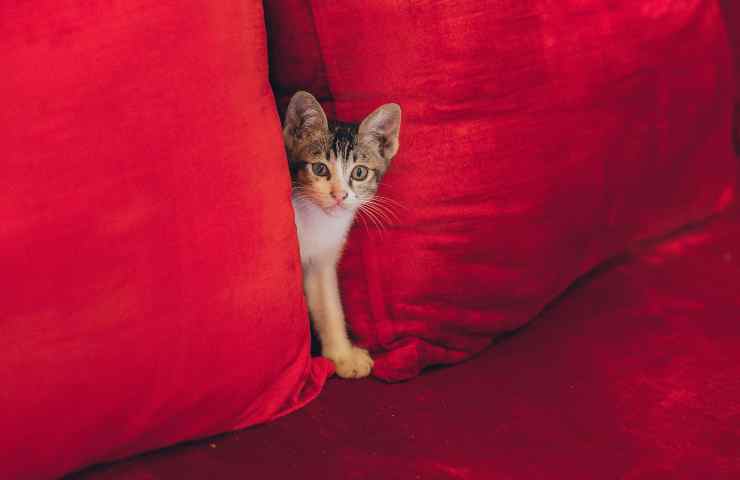 Gattino nascosto tra i cuscini