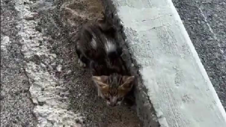 gattino per strada
