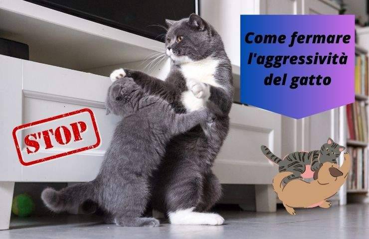 Gatto aggressivo con un altro gatto