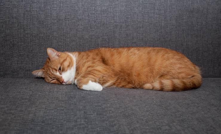 gatto su divano