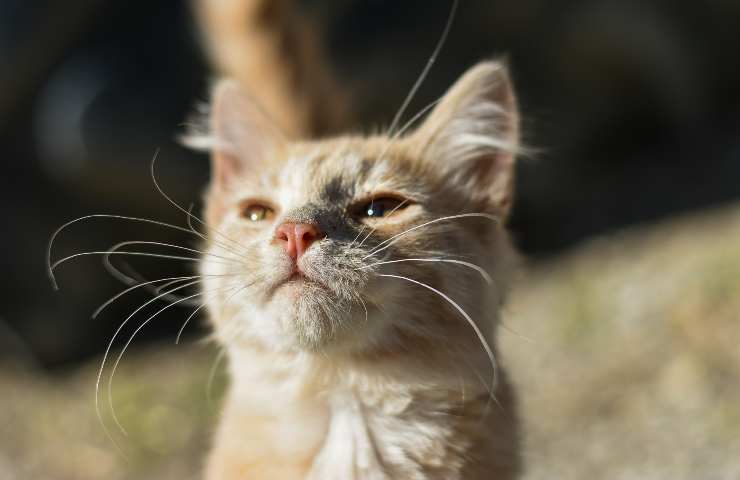 El gato olfatea el aire. 