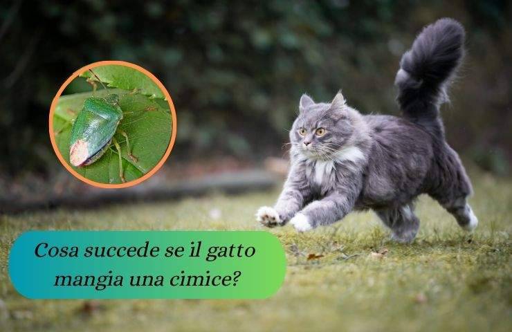 Gatto corre in giardino