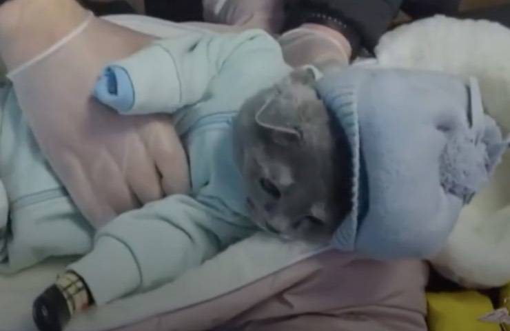 gatto indossa abiti bambino 